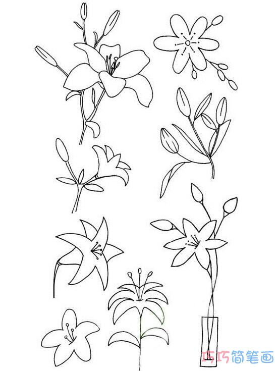 怎么绘画漂亮百合花的画法带步骤图简笔画教程