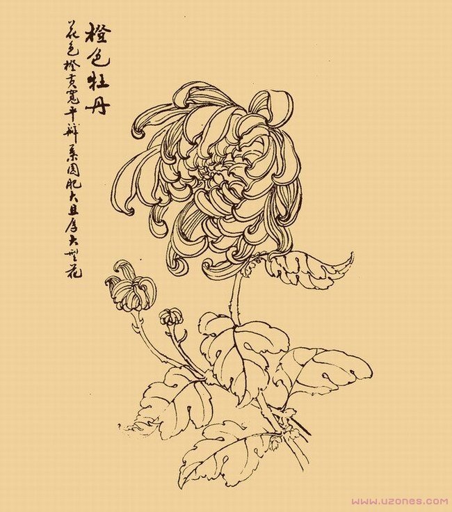 手绘牡丹花简笔画图片素描获奖作品-www.qqscb.com