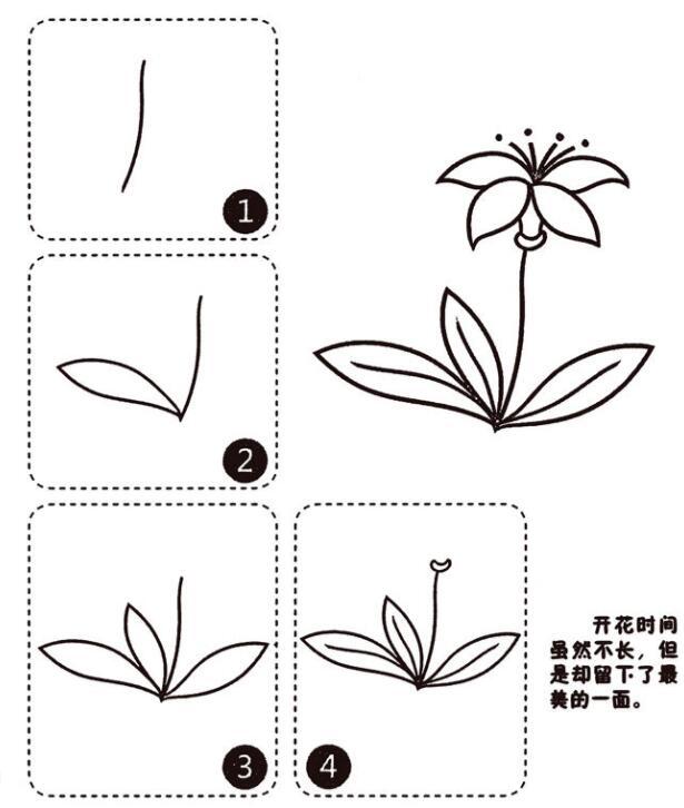 教你如何画朱顶红简笔画图片教程-www.qqscb.com