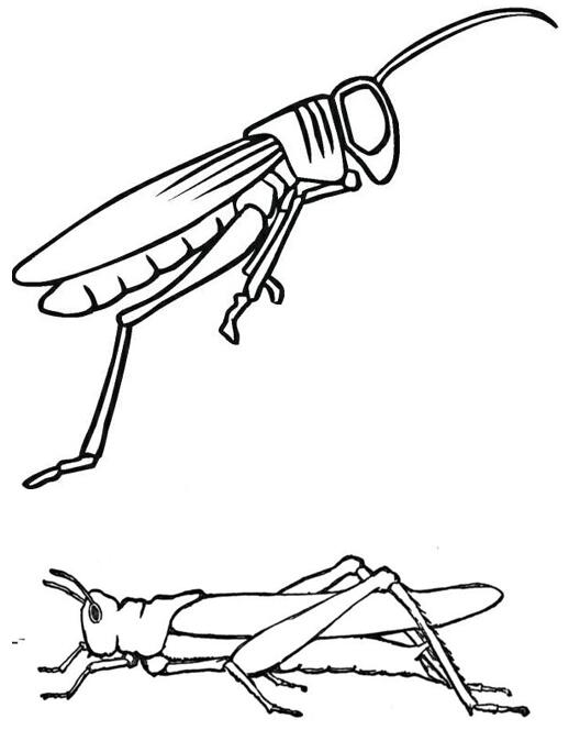 卡通蚱蜢怎么画 蝗虫的画法简笔画图片素描-www.qqscb.com