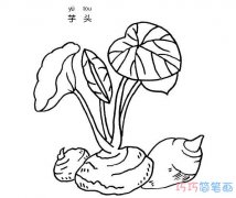 怎么画一棵芋头 简笔画芋头的画法图片