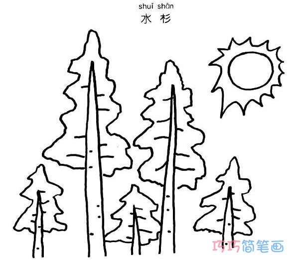 植物水杉怎么画 水杉的画法简笔画图片