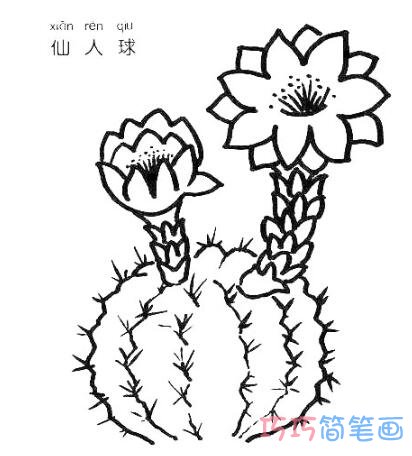 仙人球怎么画 开花的仙人球简笔画图片