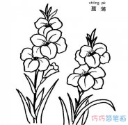 植物菖蒲怎么画 菖蒲的画法简笔画图片