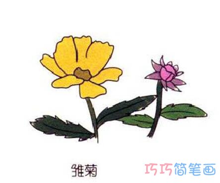 雏菊简笔画怎么画 雏菊花的画法步骤图片