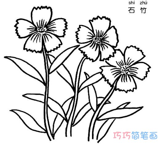 石竹怎么画 石竹花的画法简笔画图片