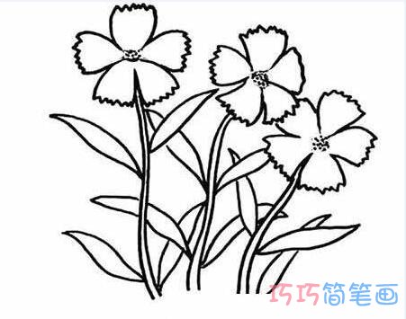 石竹怎么画 石竹花的画法简笔画图片