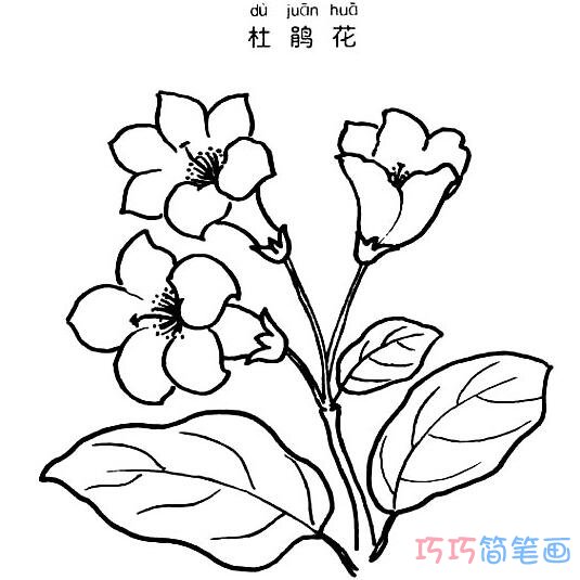 漂亮杜鹃花怎么画 杜鹃花的画法简笔画图片