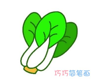 白菜的画法涂颜色 怎么画一棵彩色的大白菜图片