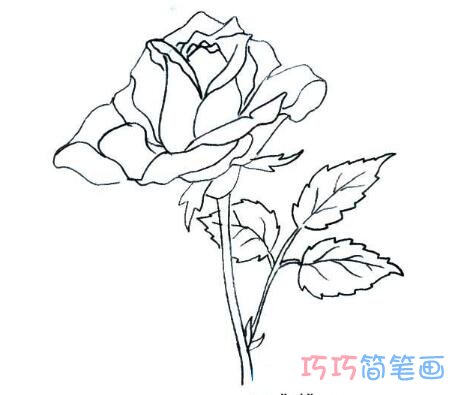 简单又漂亮的玫瑰花简笔画 玫瑰花的画法图片