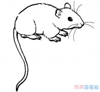 逼真小老鼠怎么画素描手绘_老鼠简笔画图片