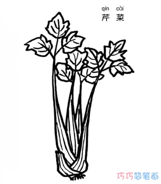 芹菜怎么画简洁好看_芹菜简笔画图片