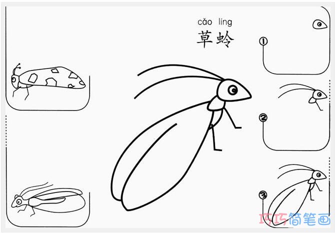 草蛉怎么画简洁好画_草蛉简笔画图片