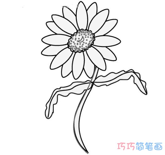 雏菊怎么画好看简洁_雏菊简笔画图片