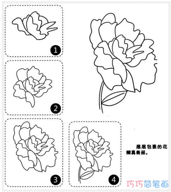 牡丹怎么画简单易学_带步骤图牡丹简笔画图片