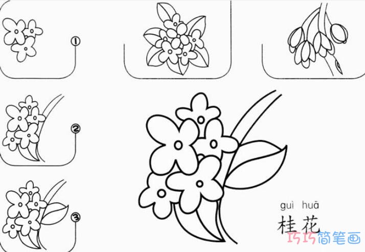 桂花怎么画好看简单_带步骤图桂花简笔画图片