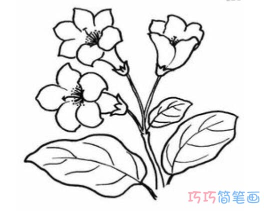 杜鹃花怎么画好看简单_带步骤图杜鹃花简笔画图片