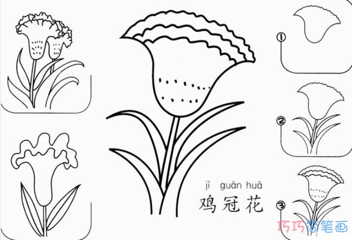 鸡冠花要怎么画简单_带步骤图鸡冠花简笔画图片