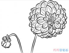 素描大丽花怎么画简单好看_大丽花简笔画图片