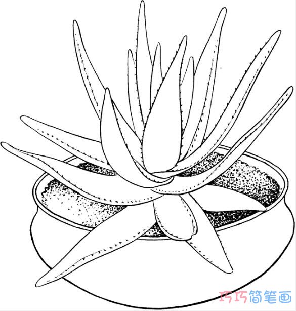 芦荟盆摘素描怎么画简洁好看_芦荟简笔画图片