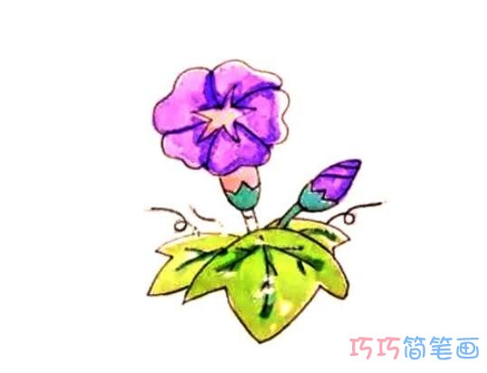 牵牛花怎么画好看_彩色牵牛花简笔画图片