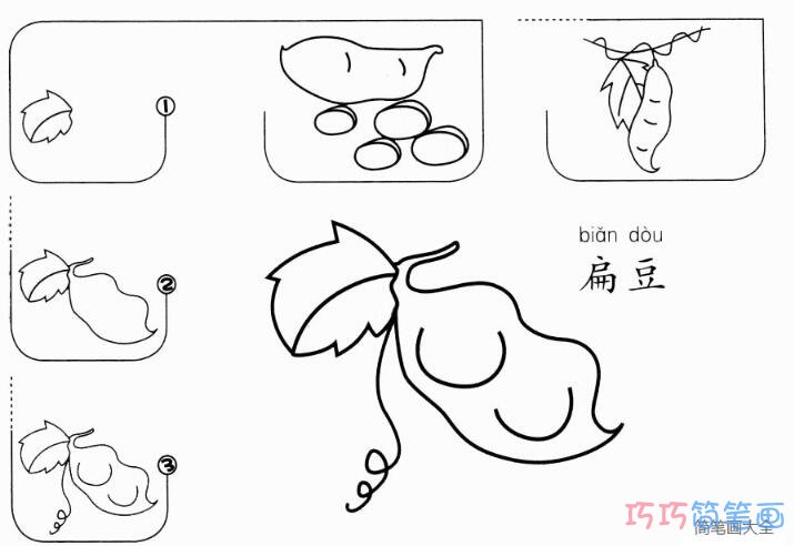 扁豆怎么画简单_带步骤图扁豆简笔画图片