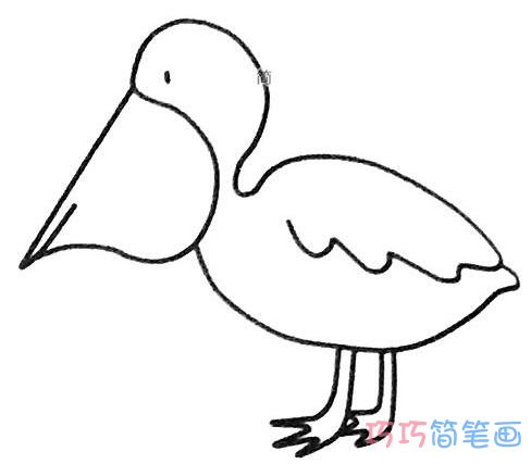 鹈鹕怎么画简单_鹈鹕简笔画图片