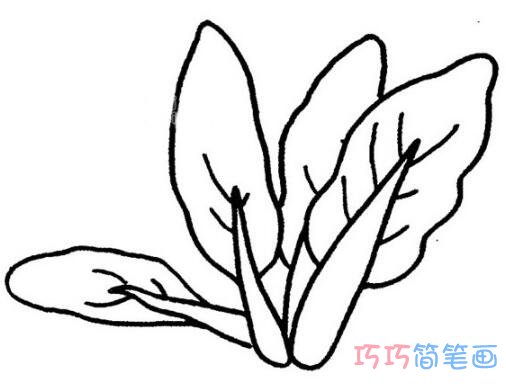 油菜怎么画简洁好看_油菜简笔画图片