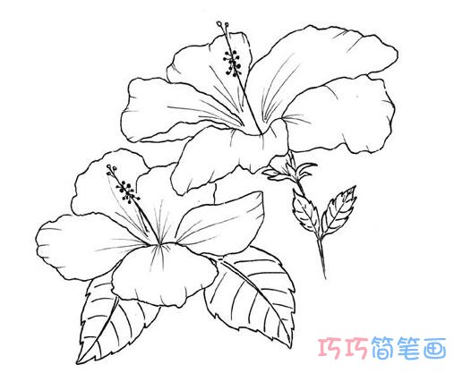 1分钟简笔画手绘鲜花的画法详细步骤简单好看