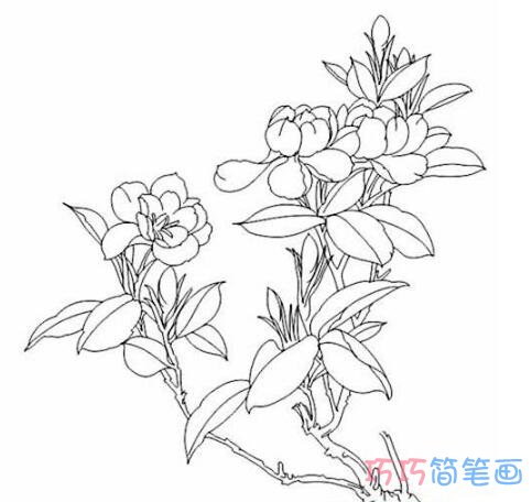  栀子花怎么画简笔画教程涂色淡雅美丽