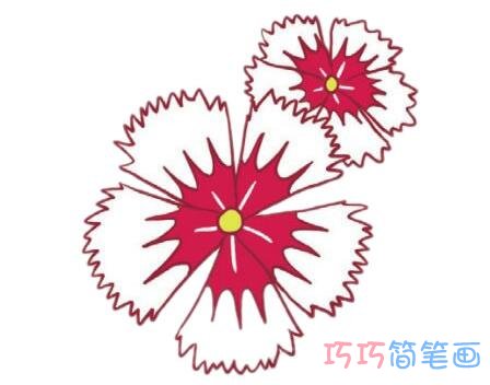 石竹花的画法步骤图带颜色 石竹花简笔画图片