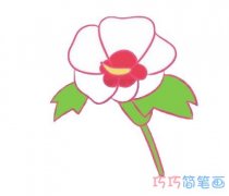 木槿花的画法步骤图带颜色 木槿花简笔画图片