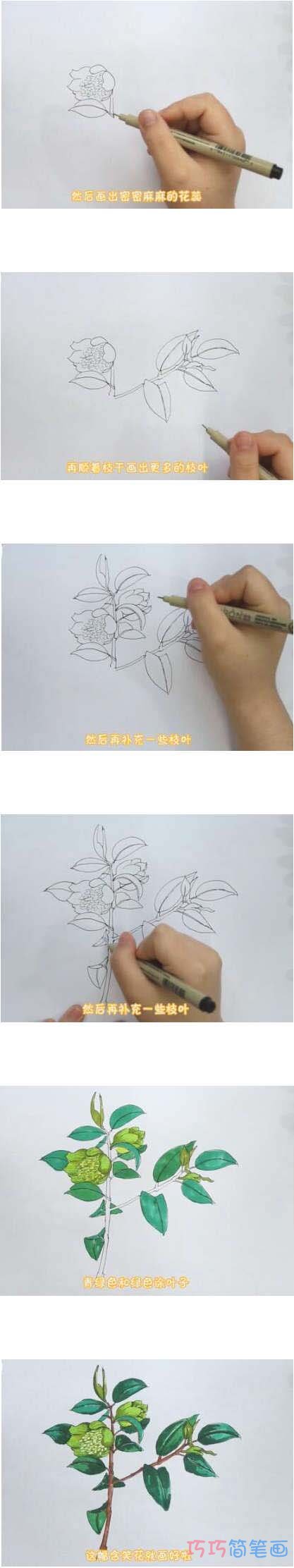 含笑花简笔画画法步骤教程涂颜色