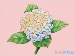 漂亮绣球花简笔画画法步骤教程涂颜色