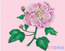 教你一步一步手绘芙蓉花简笔画涂色简单漂亮