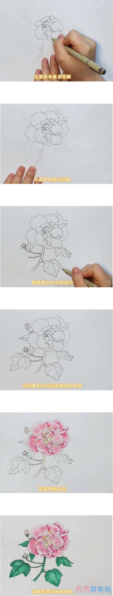 教你一步一步手绘芙蓉花简笔画涂色简单漂亮