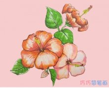 教你一步一步画扶桑花简笔画涂色简单漂亮