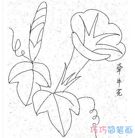 教你怎么画牵牛花简笔画教程简单